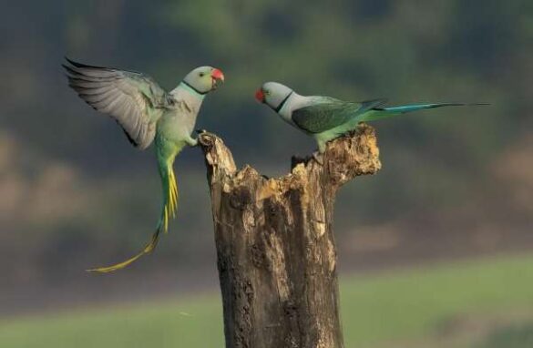 Achintya Murthy (India) – BW Parakeet 8899