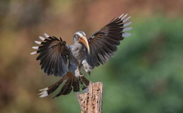 Achintya Murthy (India) – MG Hornbill 4505