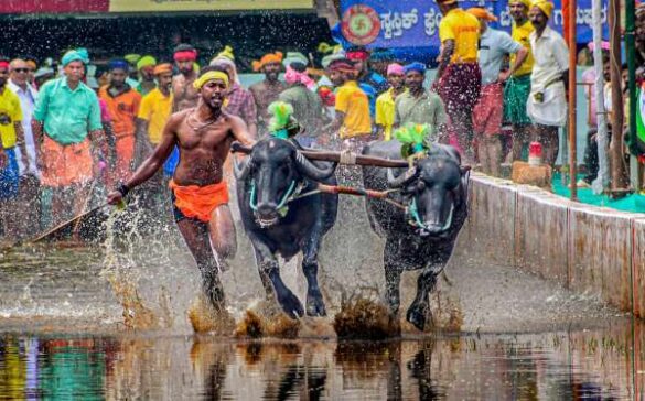 Akiri Srinivasa Rao (India) – KAMBALA TRADITIONAL …