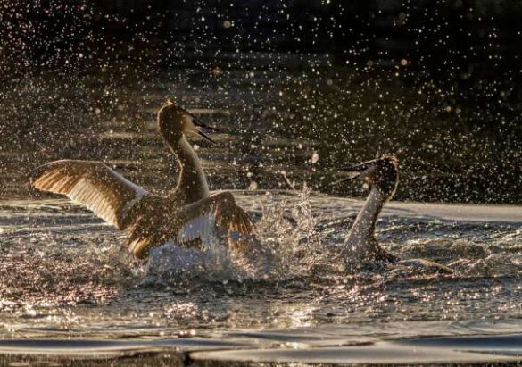 Allan Wallberg (Sweden) – Fighting birds