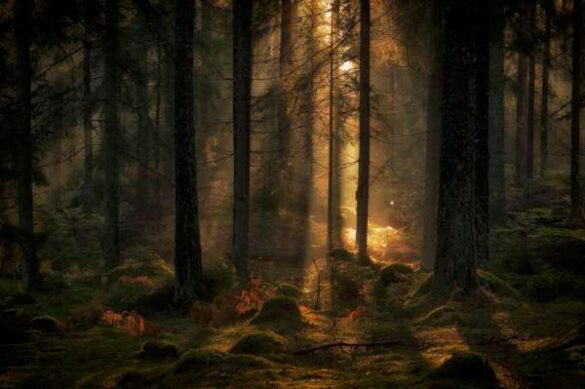 Allan Wallberg (Sweden) – Forest