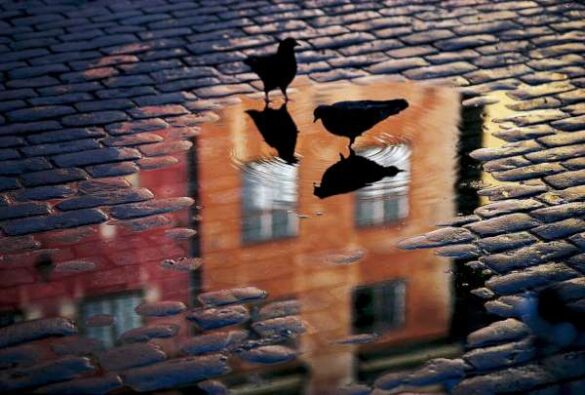Allan Wallberg (Sweden) – Pigeons