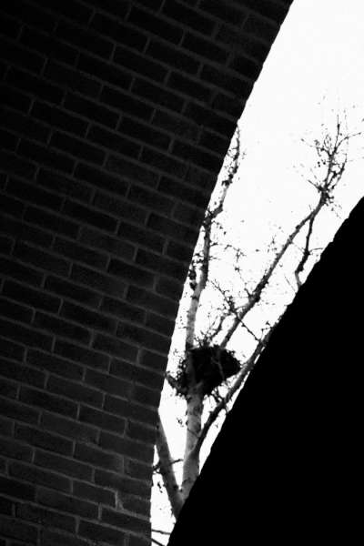 Alma Ghasemi Dehaghi (Iran) – Crow_s nest