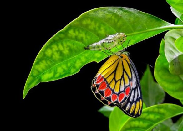 Aruna Bapat (India) – birth of butterfly