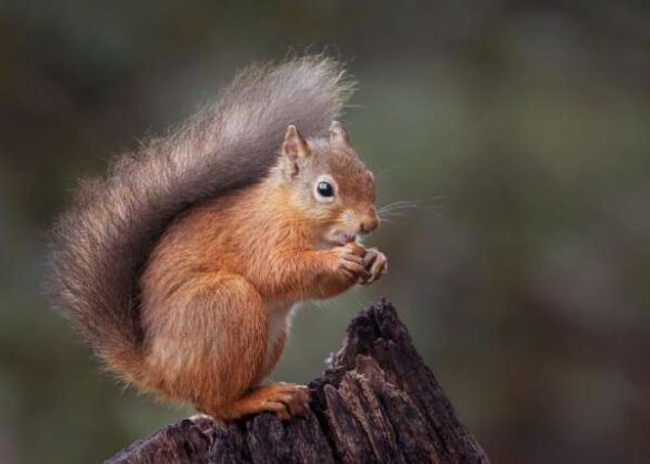 Backlight Group Digital Ribbon – Carole Wetherley (United Kingdom) – Red Squirrel with Nu…