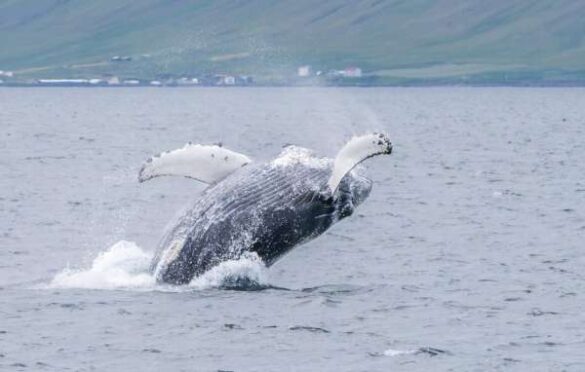Backlight Group Digital Ribbon – Isabella Robbeson (Netherlands) – Jumping Whale