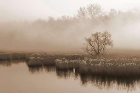 Backlight Group digital ribbon – Serge Ninanne (Belgium) – Dans la brume