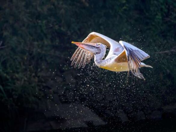 Basavaraj M (India) – A SPLASH OF FREEDOM
