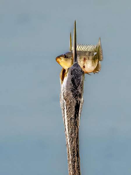 Basavaraj M (India) – PERFECT CATCH
