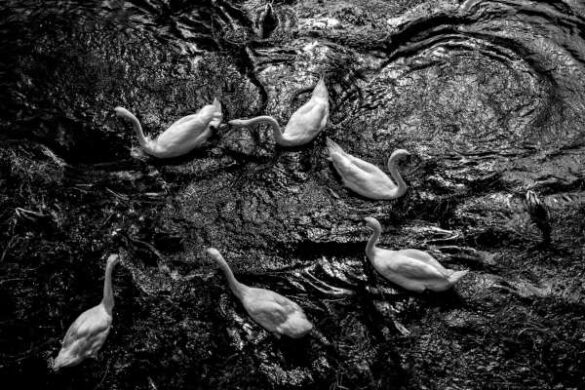 Dinko Neskusil (Croatia) – Swan dance