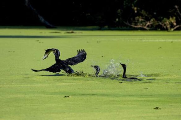 Durgesh Nandini Bais (India) – CORMORANT WITH A CAT…
