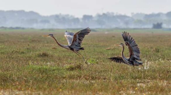 Durgesh Nandini Bais (India) – TERRITORIAL FIGHT_9M…