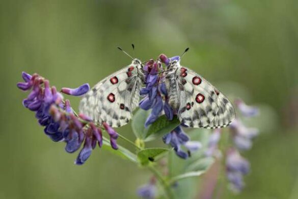 Elena Vtorushina (Russia) – Apollo butterfly