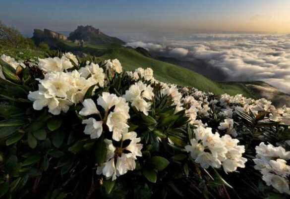 Elena Vtorushina (Russia) – Rhododendron above t…