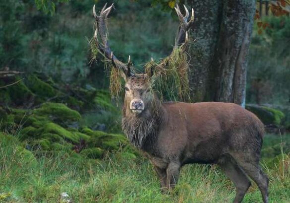 Fritz Eichmann (Germany) – Platzhirsch.
