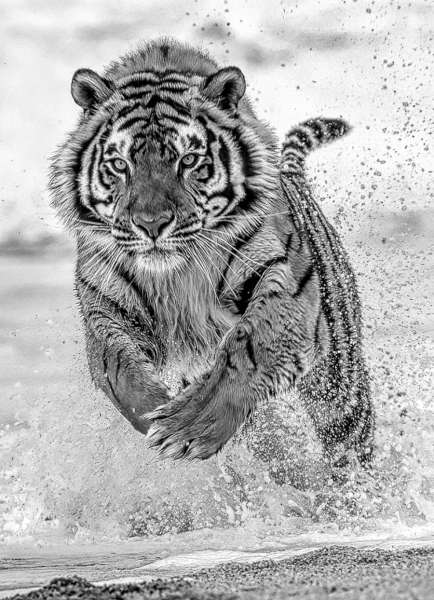 Graeme Guy (Malaysia) – Charging tiger