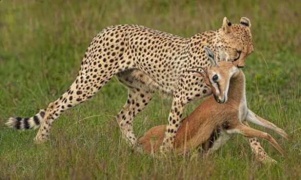 Graeme Guy (Malaysia) – Cheetah and Gazelle