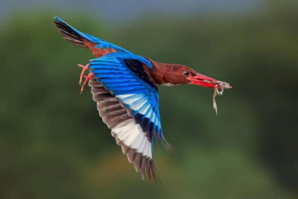 Graeme Guy (Malaysia) – Kingfisher with a fr…