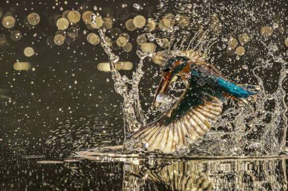Haikun Liang (China) – Fishing Dance