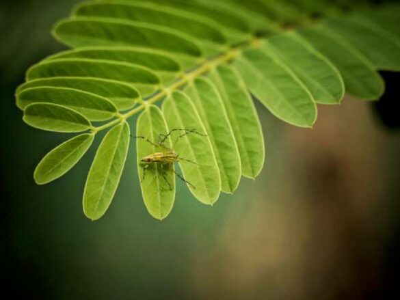 Hasintha Kularathna (Sri Lanka) – Nature_s Hidden Harm…