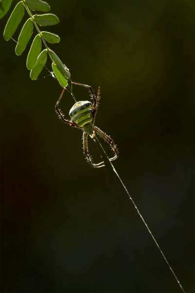 Hein Zar Tun (Myanmar) – Spider