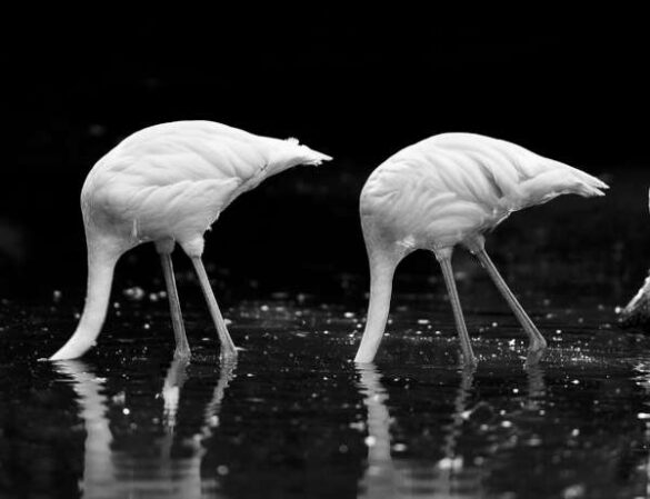 Hioe Jason (Indonesia) – 2 flamingos