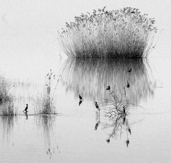 Iannis Skotiniotis (Greece) – In the lake water