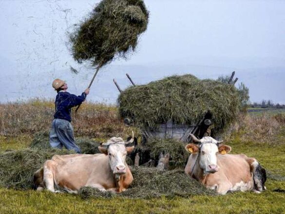 Incze Domokos (Romania) – 1 Making Hay