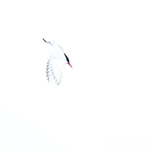 Iris Duchene (Germany) – Fly