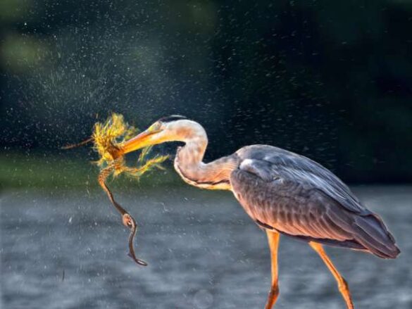 Jan Sranko (Slovakia) – Grey Heron and Snake