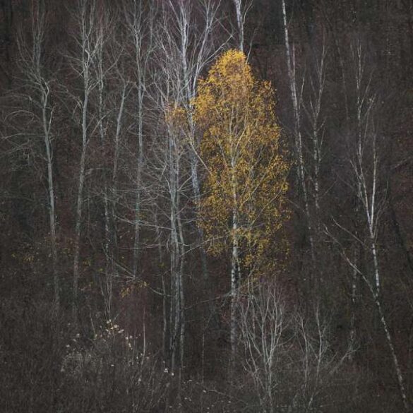 Jernej Biderman (Slovenia) – Birch 2