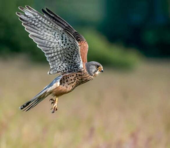 John King (England) – Kestrel Coming In To…