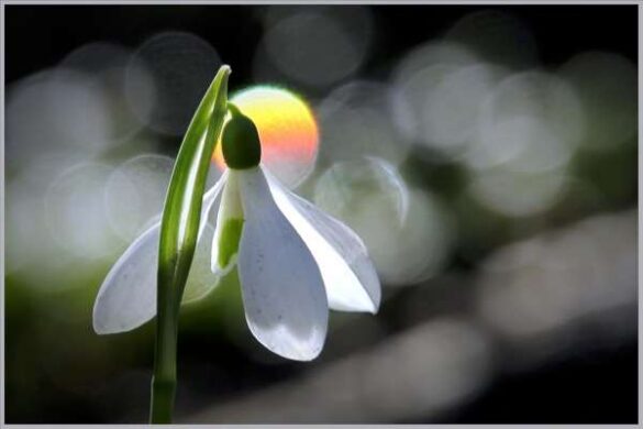 Lisa Rendall (England) – Snowdrop