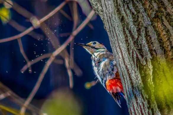Ljubomir Stojkovic (Serbia) – Woodpecker.1