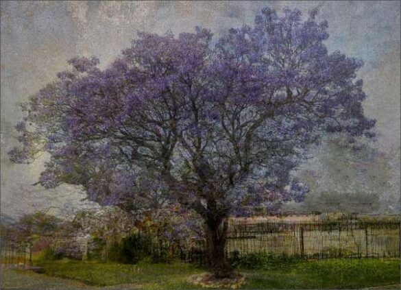 Mariana Visser (South Africa) – Jacaranda tree