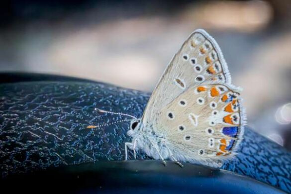 Mariya Nedkova (Bulgaria) – Nature_s palette