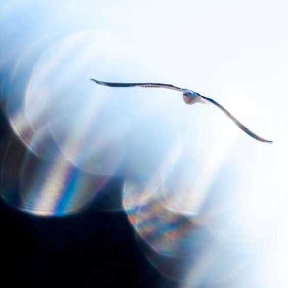 Master of Light E- Gold medal – Iris Duchene (Germany) – Im Licht