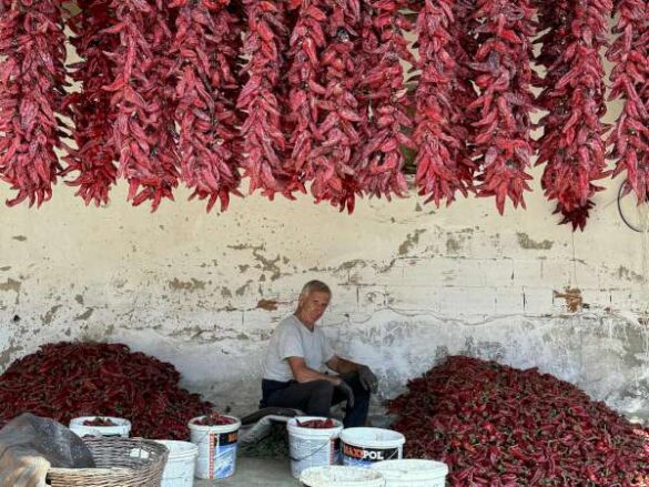 Master of Light E Ribbon – Biljana Nikolic (Serbia) – Life with peppers