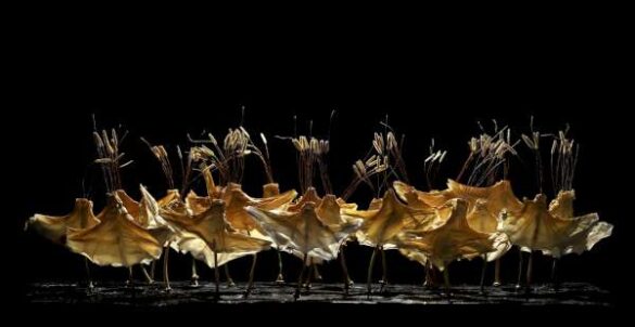 Mehdi Babadi (Iran) – Ballerinas