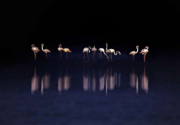 Minaketan Sabar (India) – Lightscape Of Flemin…
