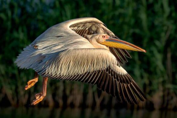 Mircea Furdu (Romania) – Pelikan-flying-in-th…