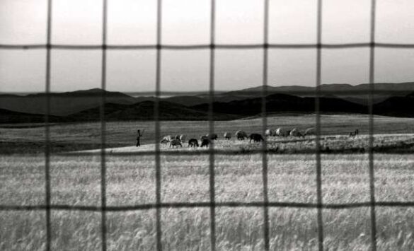 Mohammad Davarpanah (Iran) – The Dream of Wheat