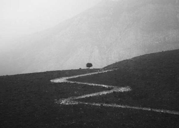 Mohammad Yousefi Manesh (Iran) – The Tree