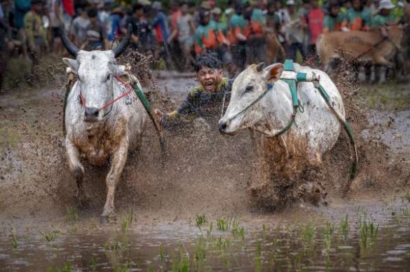 Mohammed Muhtasib (Saudi Arabia) – Cow Race Festival
