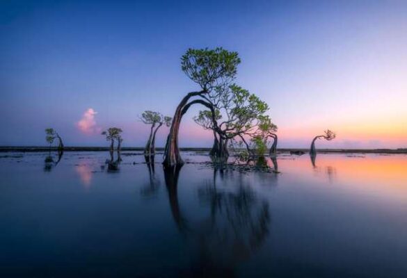 Mohammed Muhtasib (Saudi Arabia) – Dancing trees