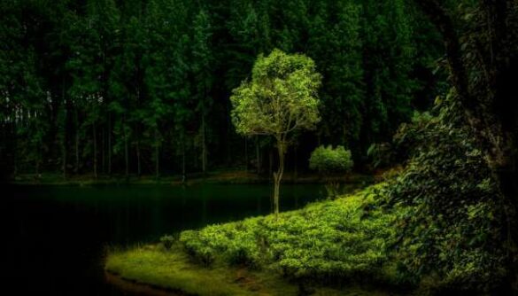Mohammed Muhtasib (Saudi Arabia) – Landscape 1