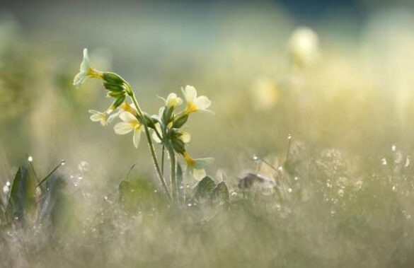 Monika Egerer (Germany) – Morning meadow