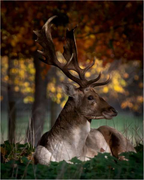 Nick Wainwright (United Kingdom) – Stag at autumn time