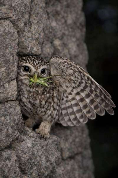 Nikolay Gerginov (Bulgaria) – Night hunter