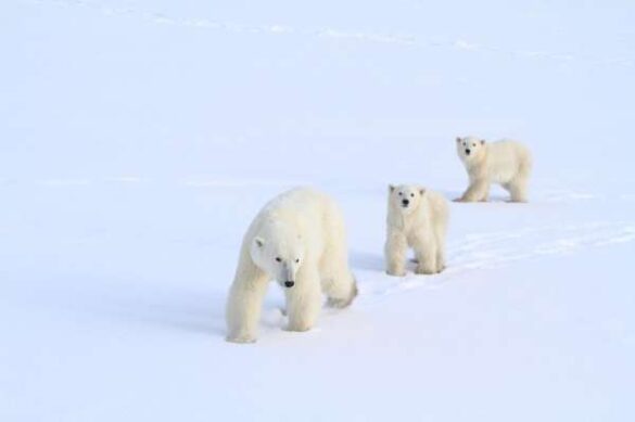 Norman Johnson (USA) – Cubs Following Mom